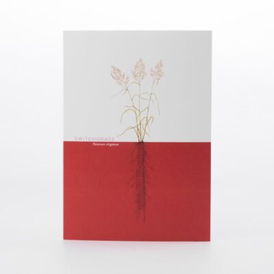 Switchgrass Greeting Card