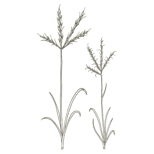 Line drawing of Big Bluestem prairie grass